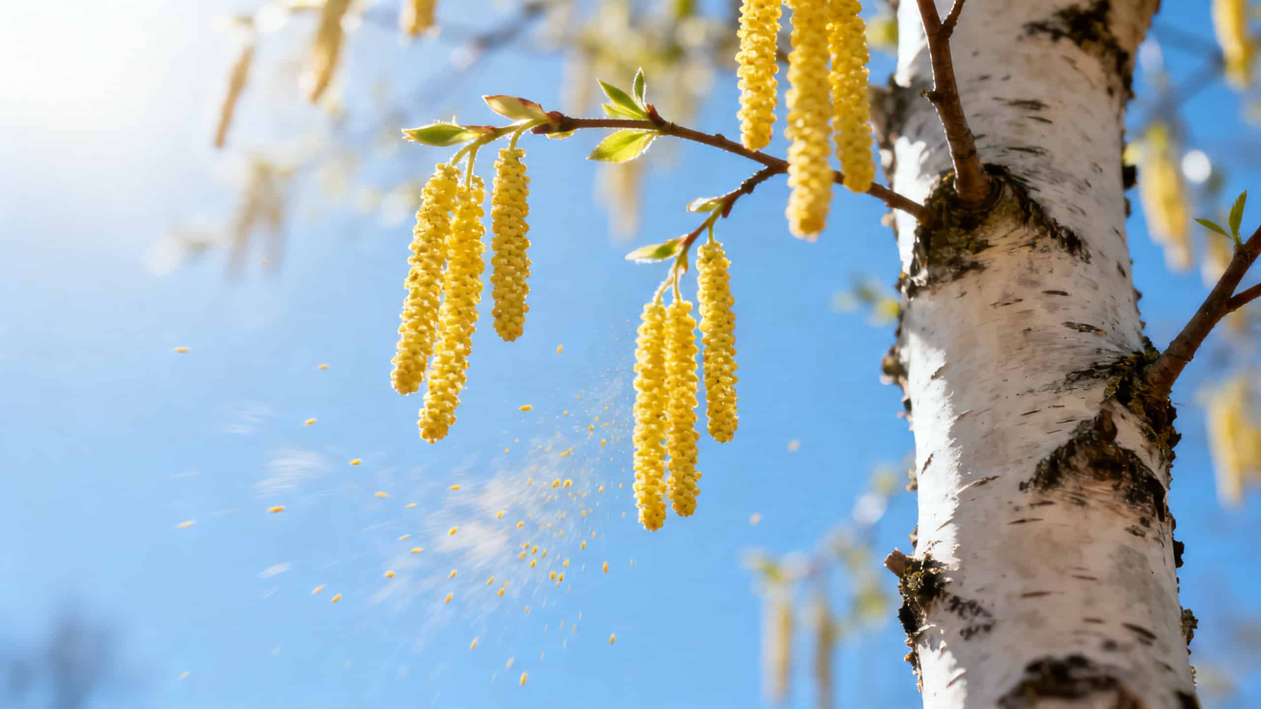 Branche de bouleau avec chatons jaunes libérant du pollen en avril sous un ciel bleu
